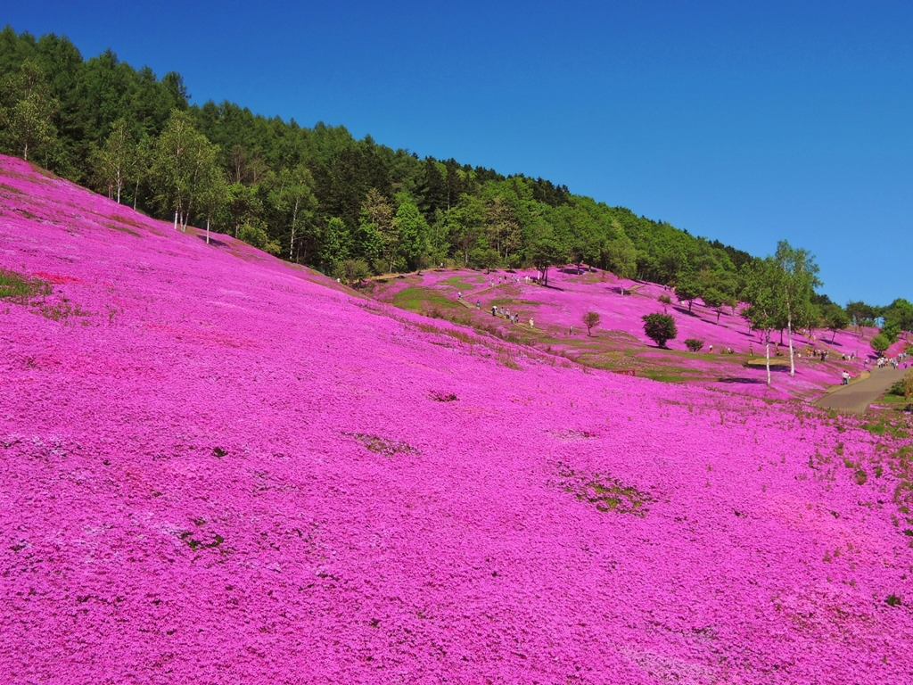 北海道 滝上 紫のカーペット
