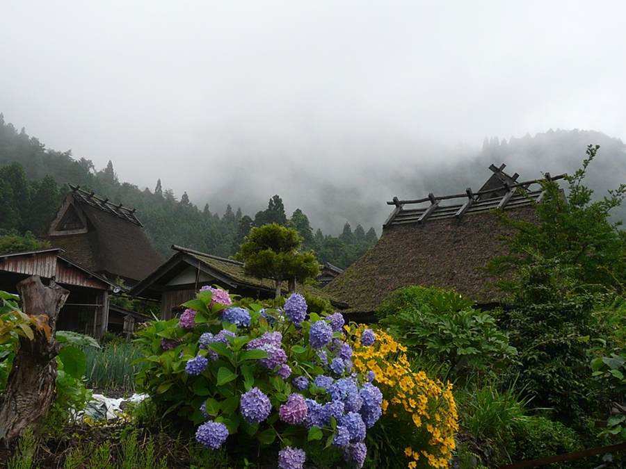 京都 美山 あじさい