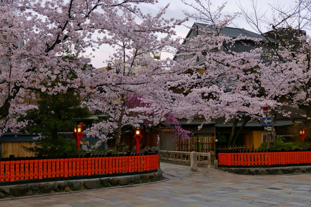 京都 さくら 祇園巽橋 