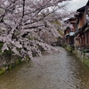 京都 春 白川の朝