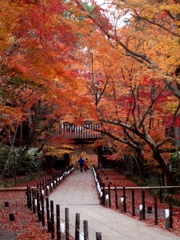 京都 光明寺 紅葉の道