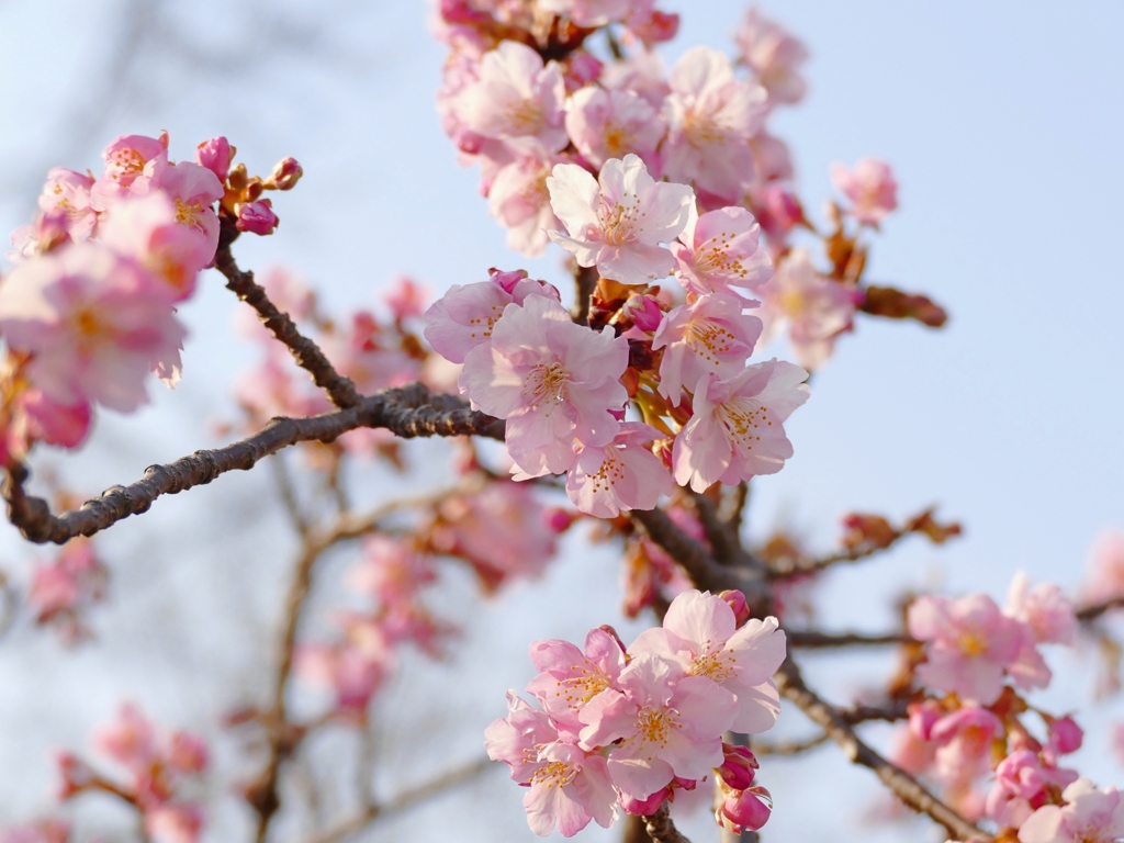 京都 河津桜