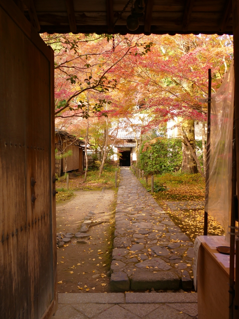 京都 蓮華寺 もみじ