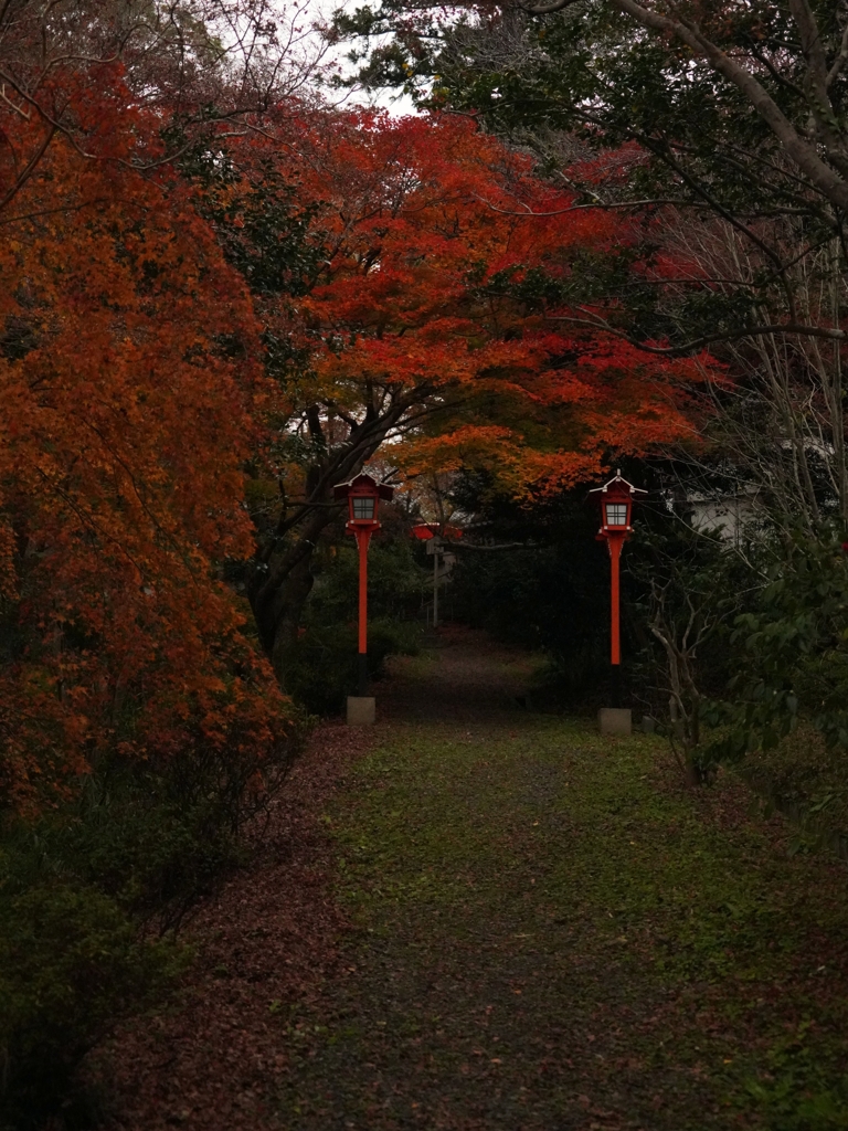 京都 十輪寺 参道のもみじ