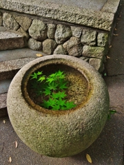 京都 手水鉢の夏景色