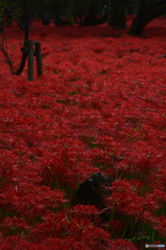 紅の群れ