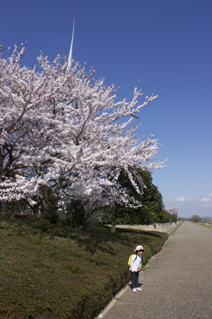 桜