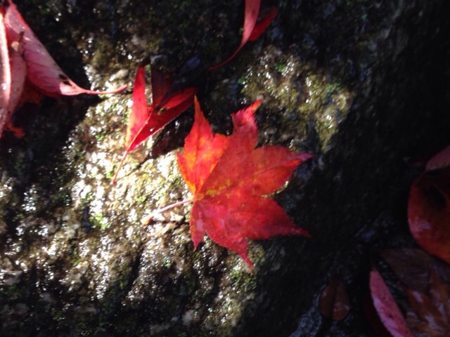 紅葉を探して