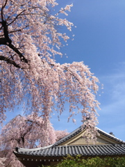 醍醐の花見２