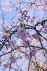 醍醐寺の桜