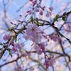 醍醐寺の桜