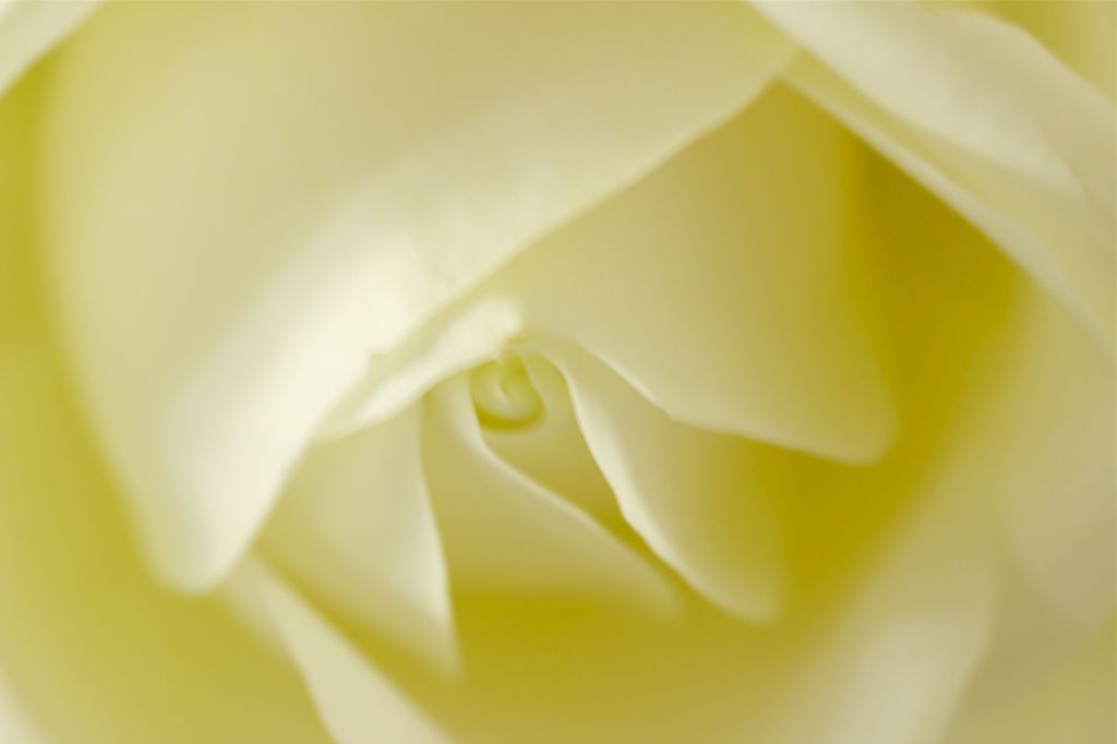 薔薇