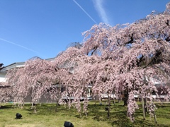 醍醐の花見