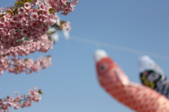 桜とこいのぼり