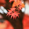 感じる秋
