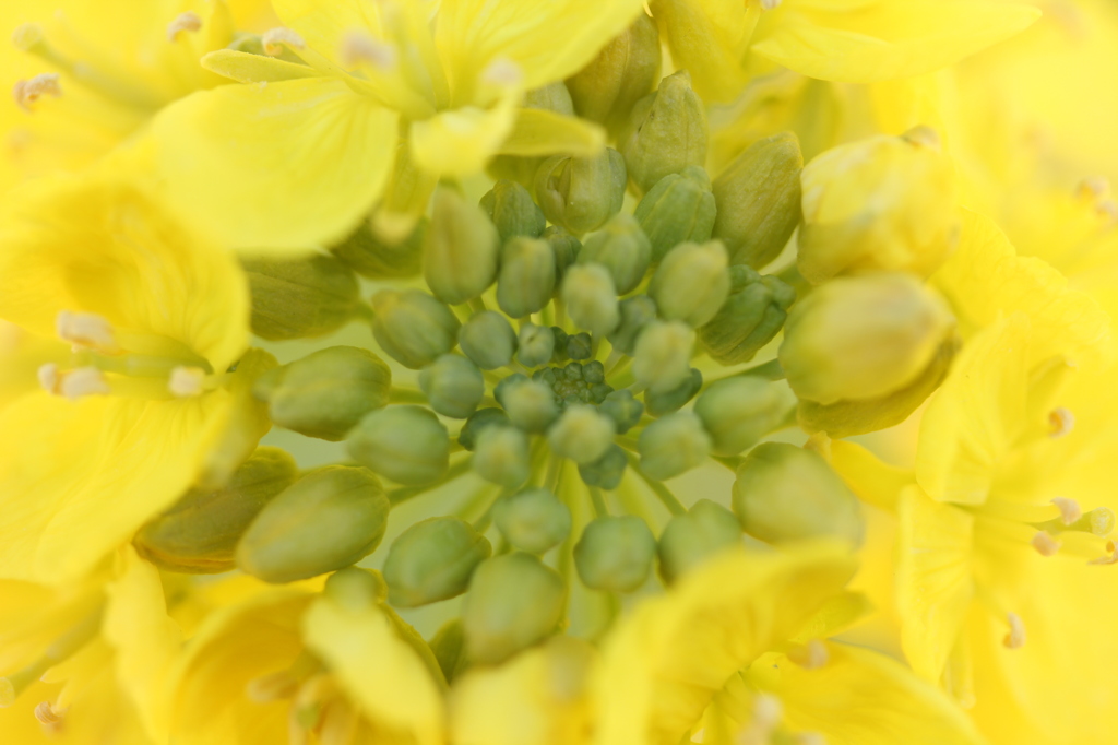 菜ノ花