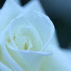 薔薇・白
