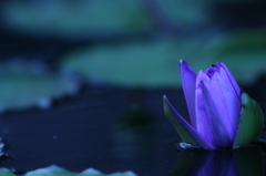 水面に咲く