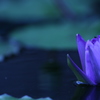 水面に咲く