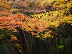 momiji