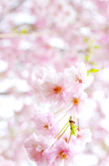 桜色の記憶