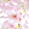 桜色の記憶