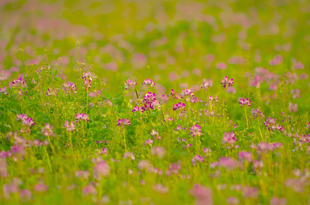 蓮華草　２