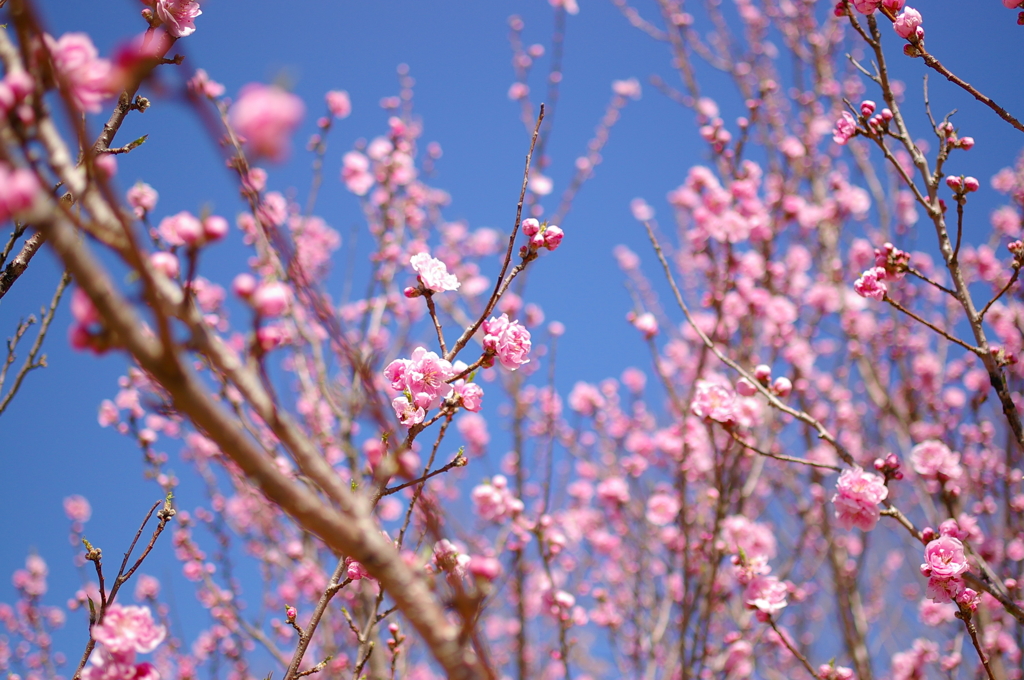 梅花（2）