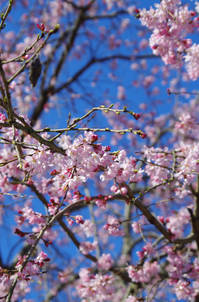 開花