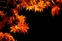 2012.11.17-1