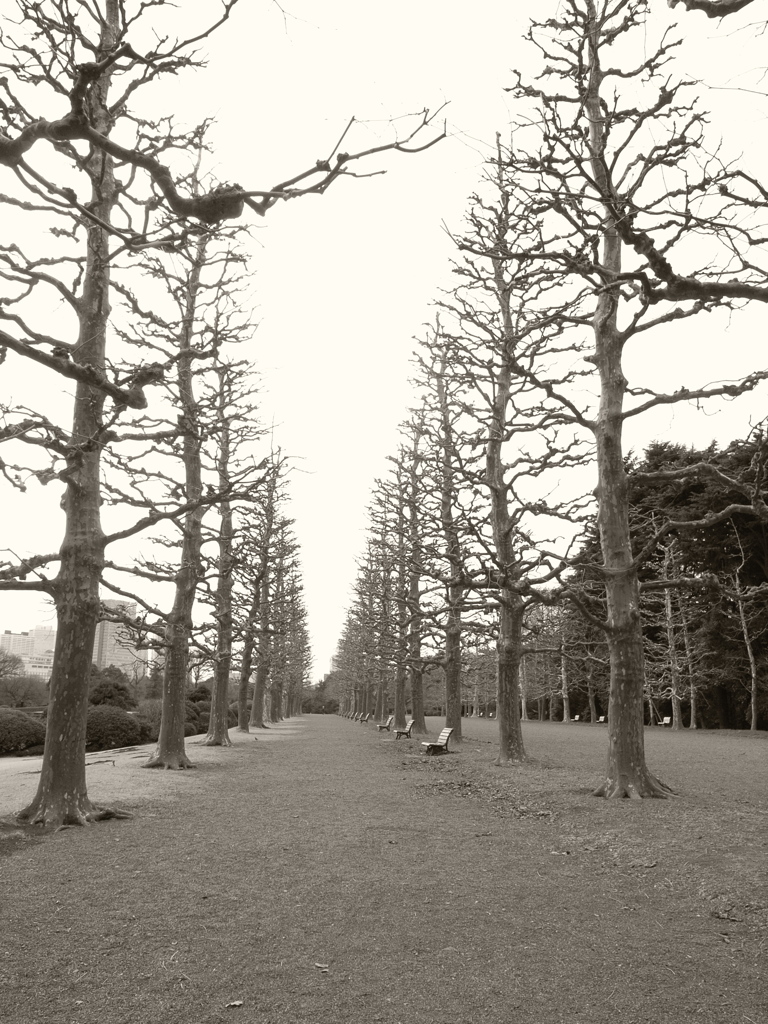 3月中旬　新宿御苑