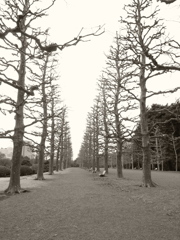 3月中旬　新宿御苑