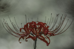 Lycoris radiata　2