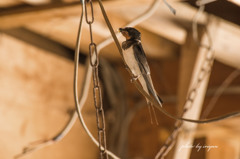 swallow 2