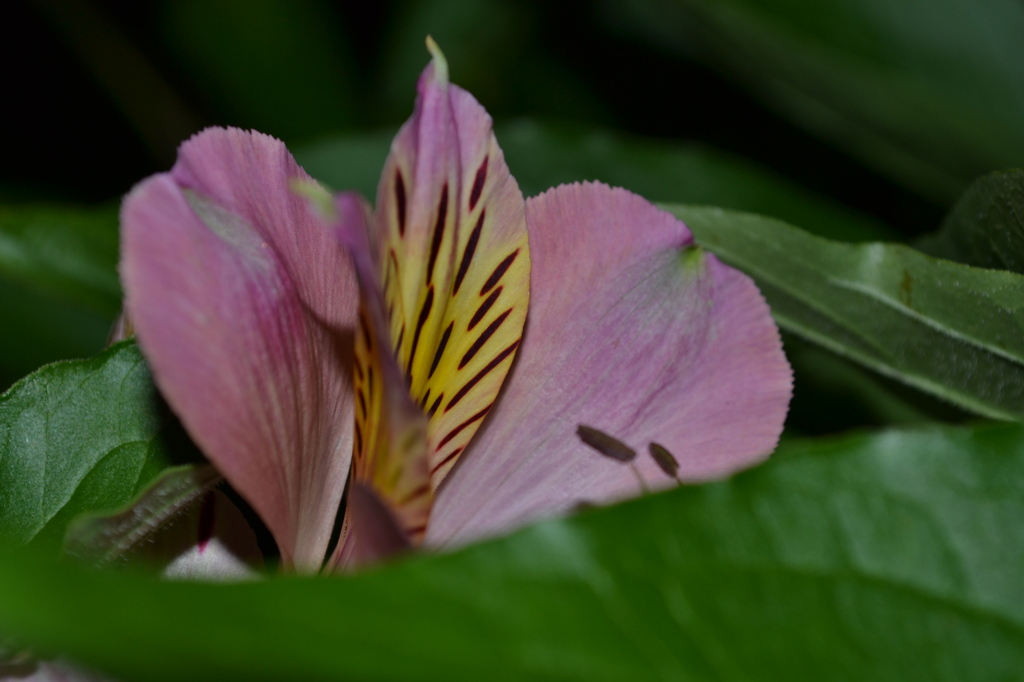 開花