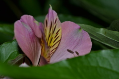 開花