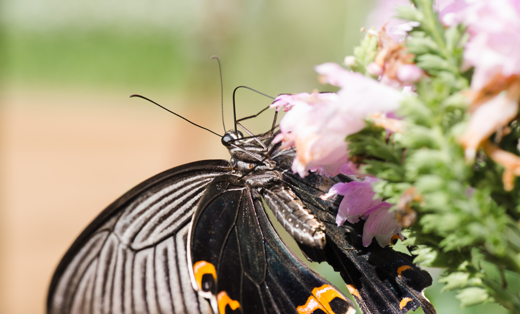 I'm a butterfly in love with the flower.