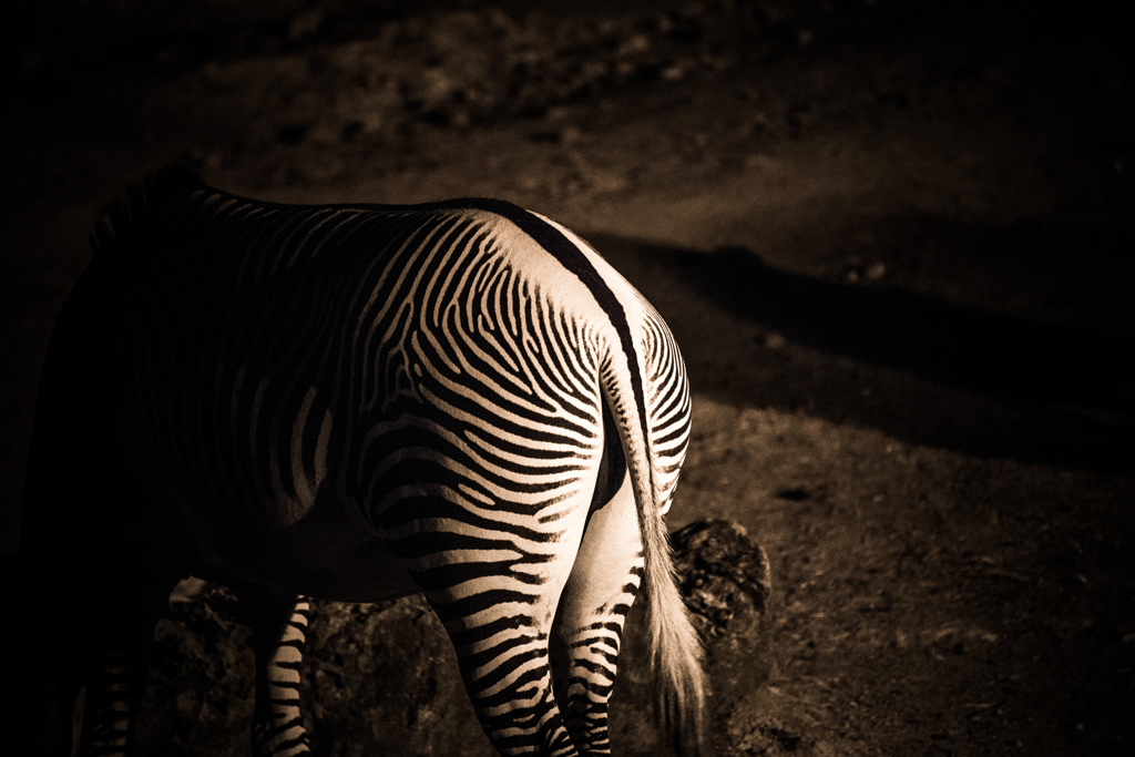zebra　3