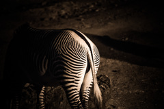 zebra　3