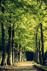 autumn