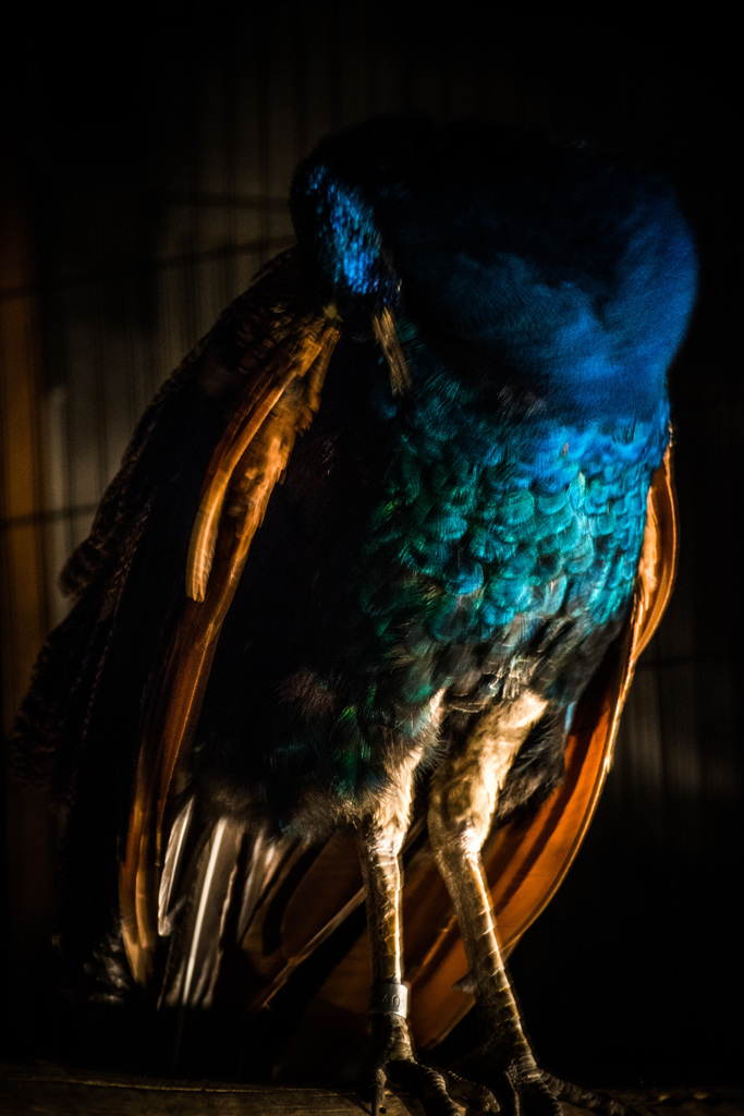 peafowl