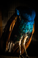 peafowl