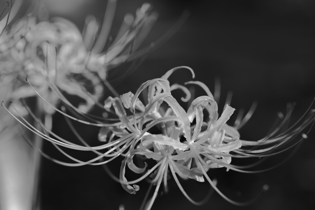 Lycoris radiata