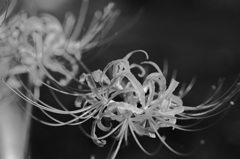 Lycoris radiata