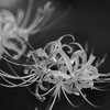 Lycoris radiata