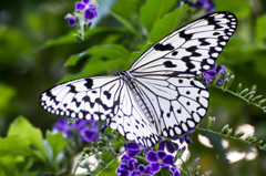 Idea leuconoe