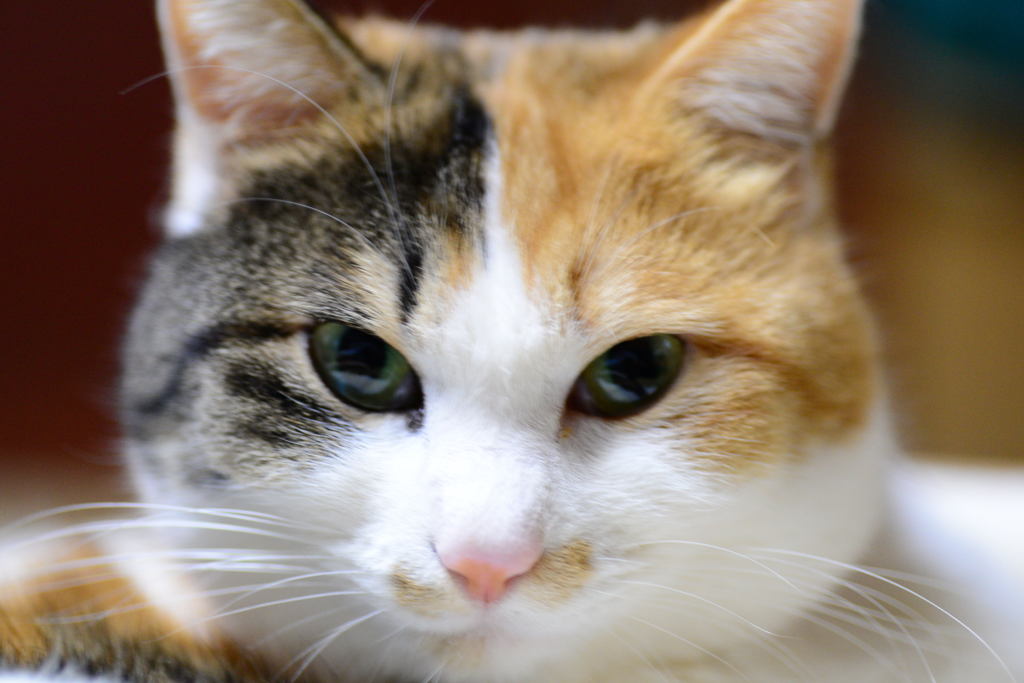 猫である