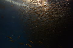 お魚