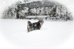 犬は外で跳ね回る