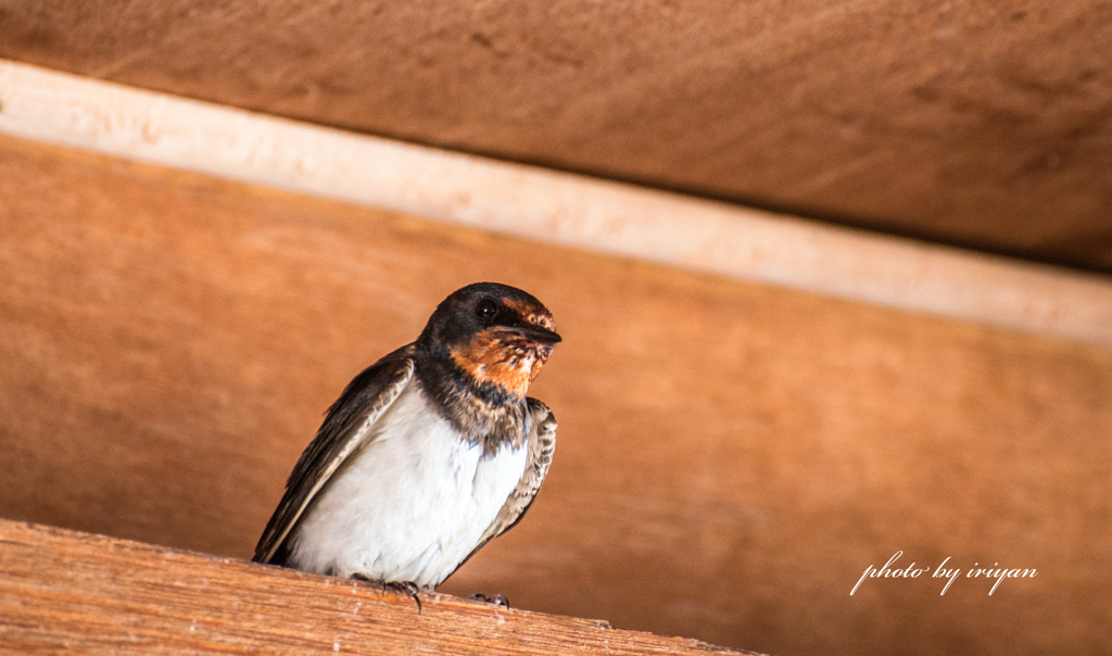 swallow